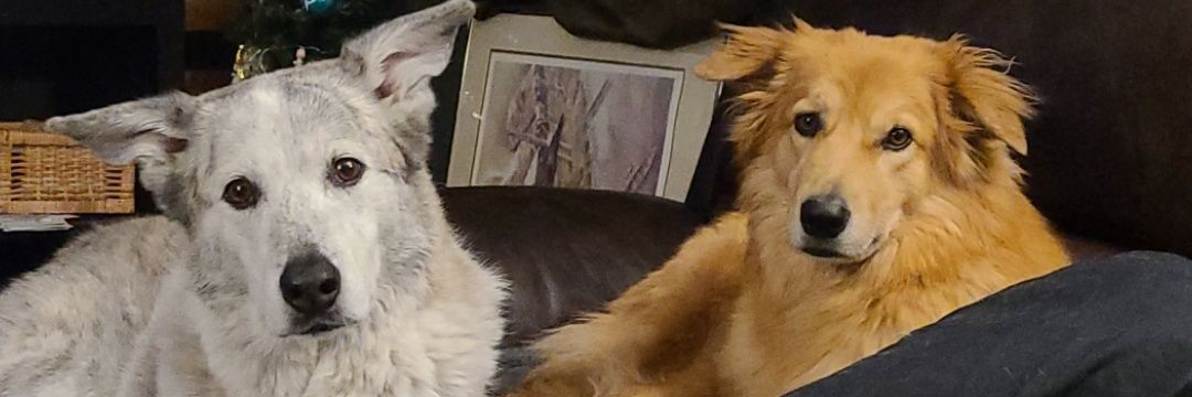 bethanyrunzer's profile banner image