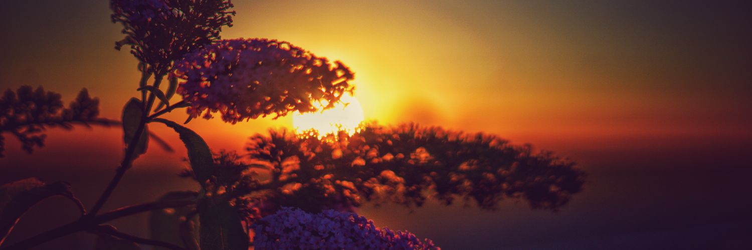 serninator's profile banner image