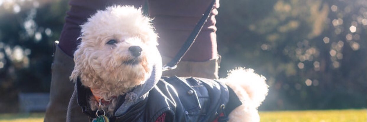 PierrePup's profile banner image