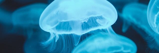 JoannaLSmith's profile banner image