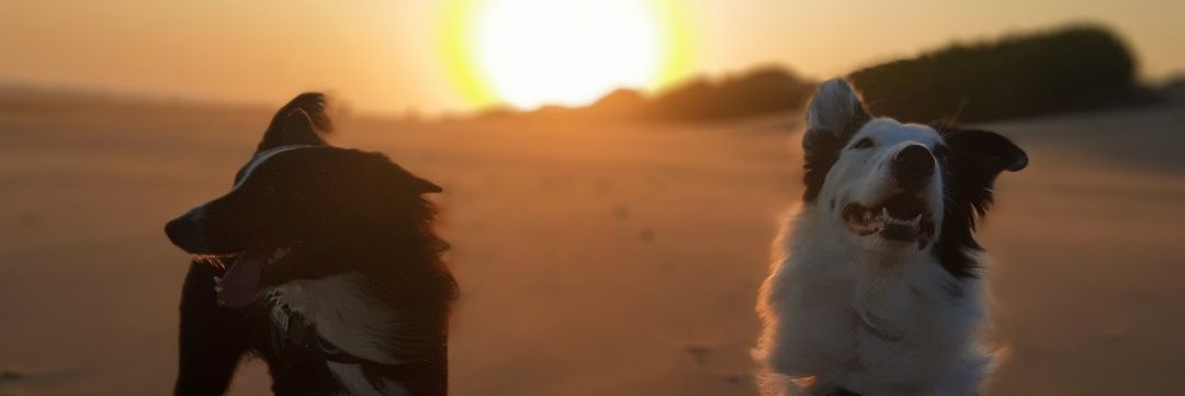 Flordemelli's profile banner image