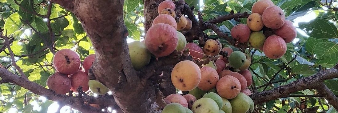 Fig Tree banner