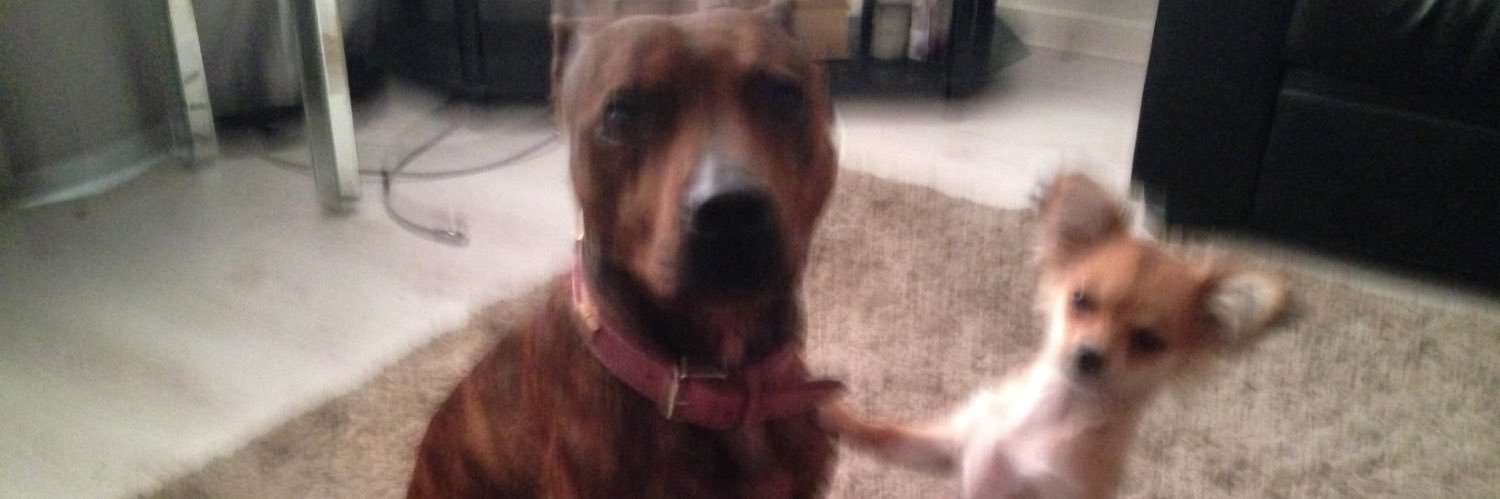 fiona willsher banner