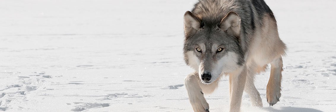 DarkDeutschland banner