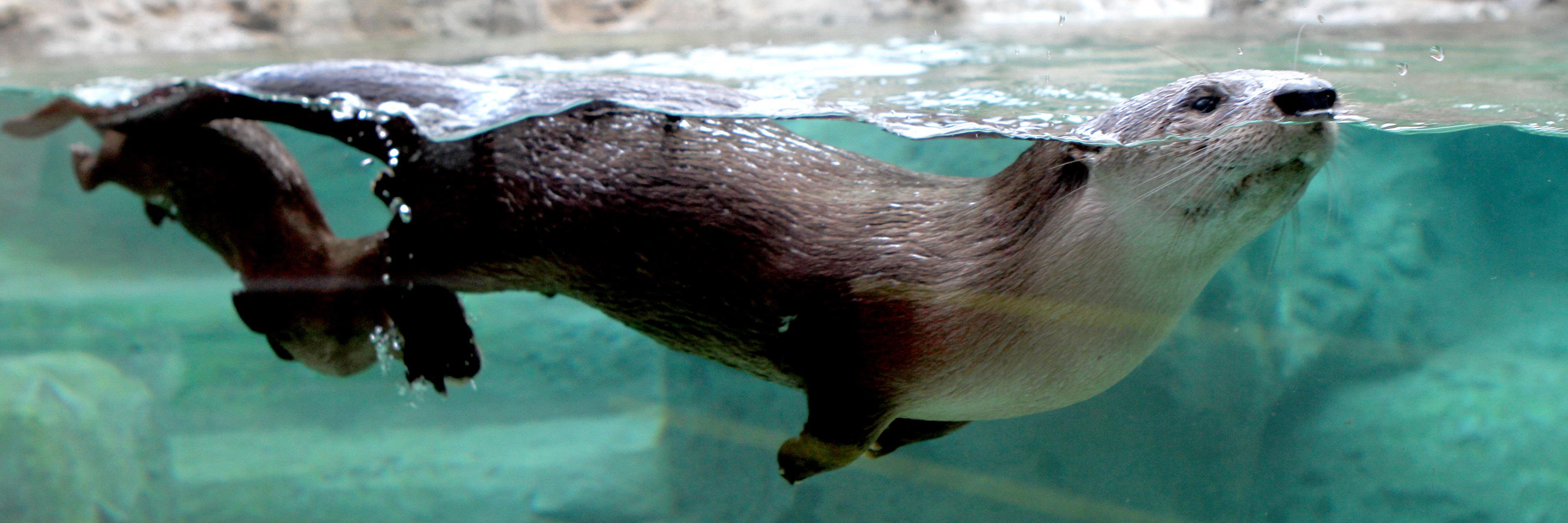 Otter Talks banner