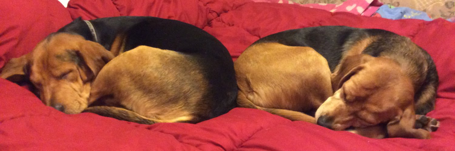 barneybearhound's profile banner image