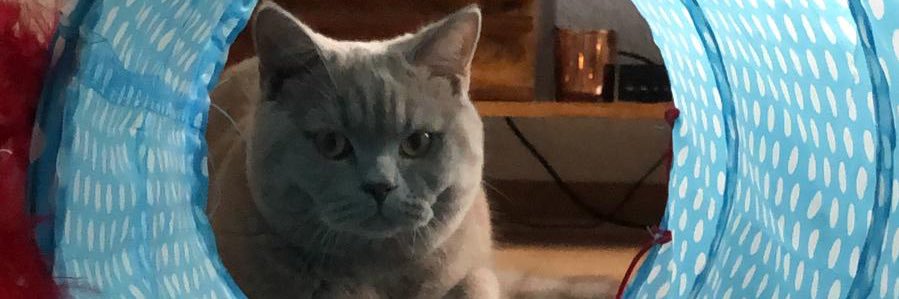 Ji @ crypto-cafe (YT) banner