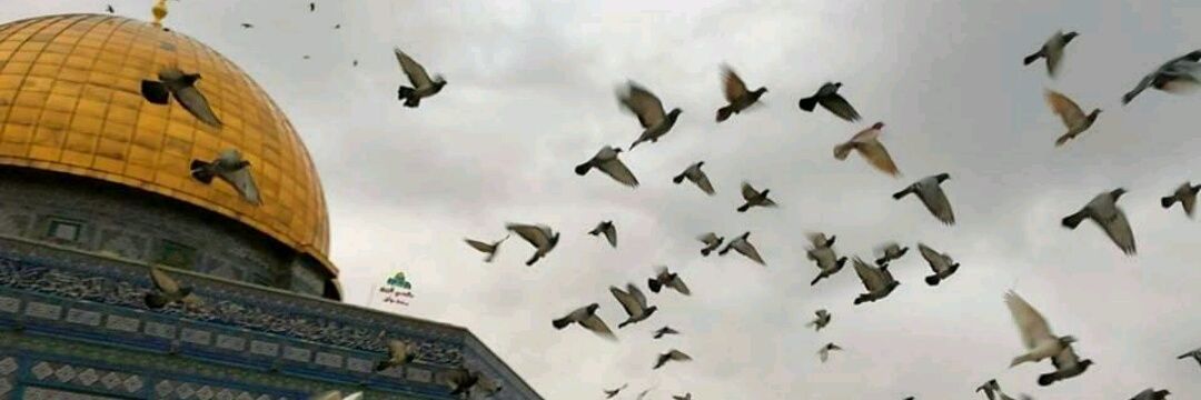 eman_algarahi's profile banner image