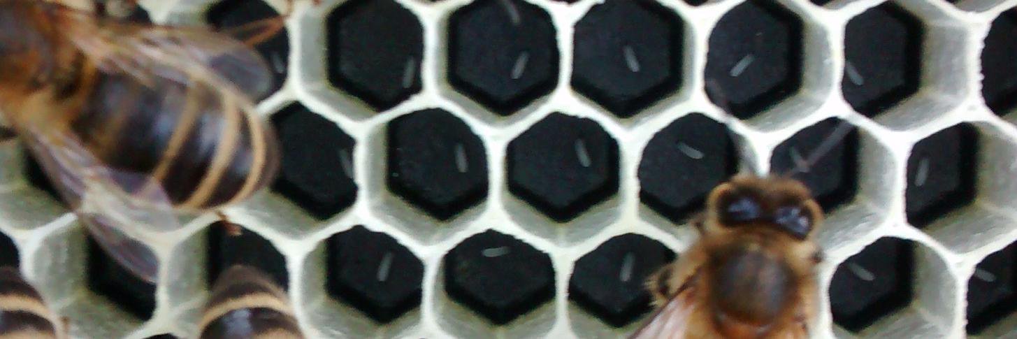 Alison's Bee Class banner