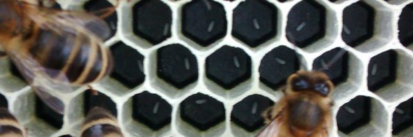 AlisonsBeeClass Profile Banner