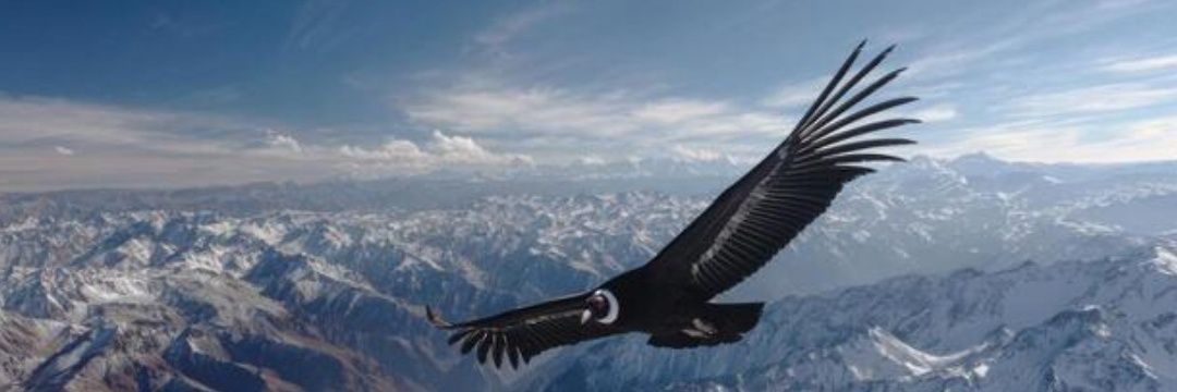Kalo_Chick's profile banner image