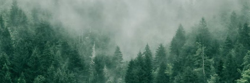 poizzi's profile banner image