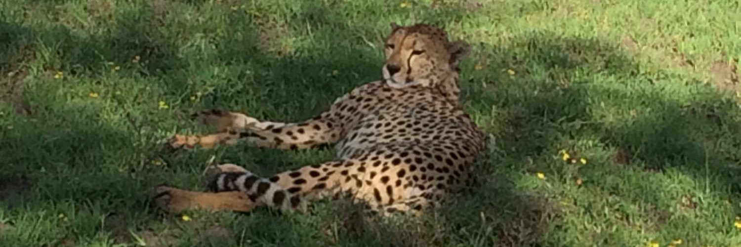 Debbie Sharman (also on Bluesky)💙 banner