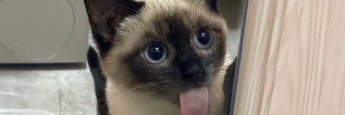 coco banner