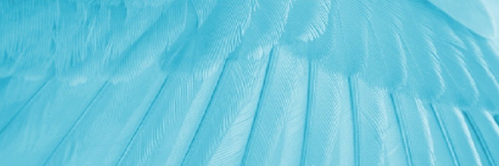 Allison Jane Whyte banner