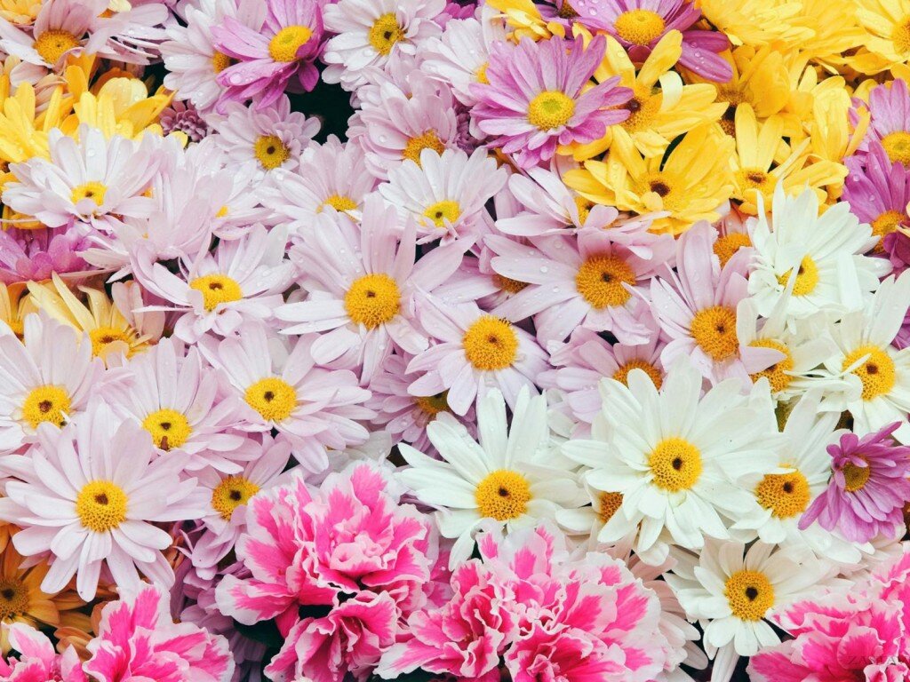 Martha Moreno banner
