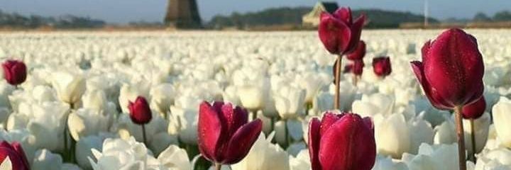 aashk525's profile banner image