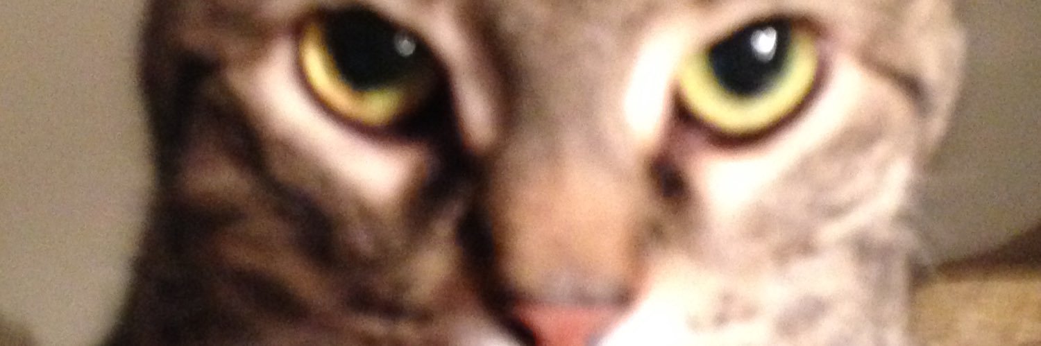 Polytechnocat's profile banner image