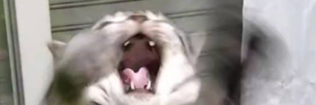 toufuTOsaba's profile banner image