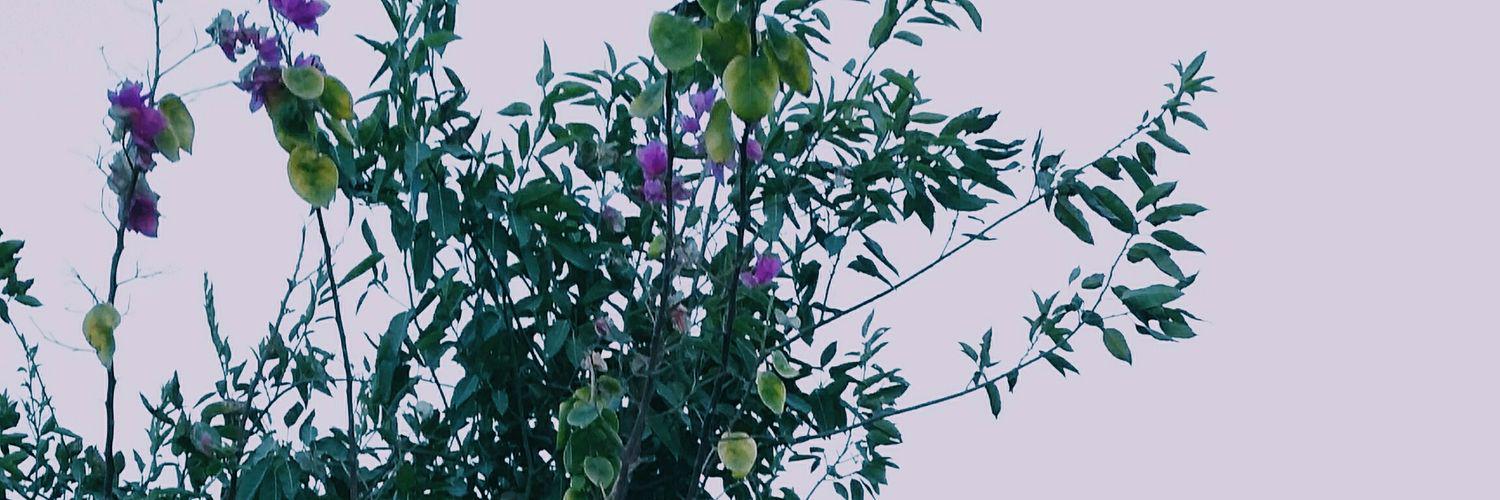 shu5_48's profile banner image