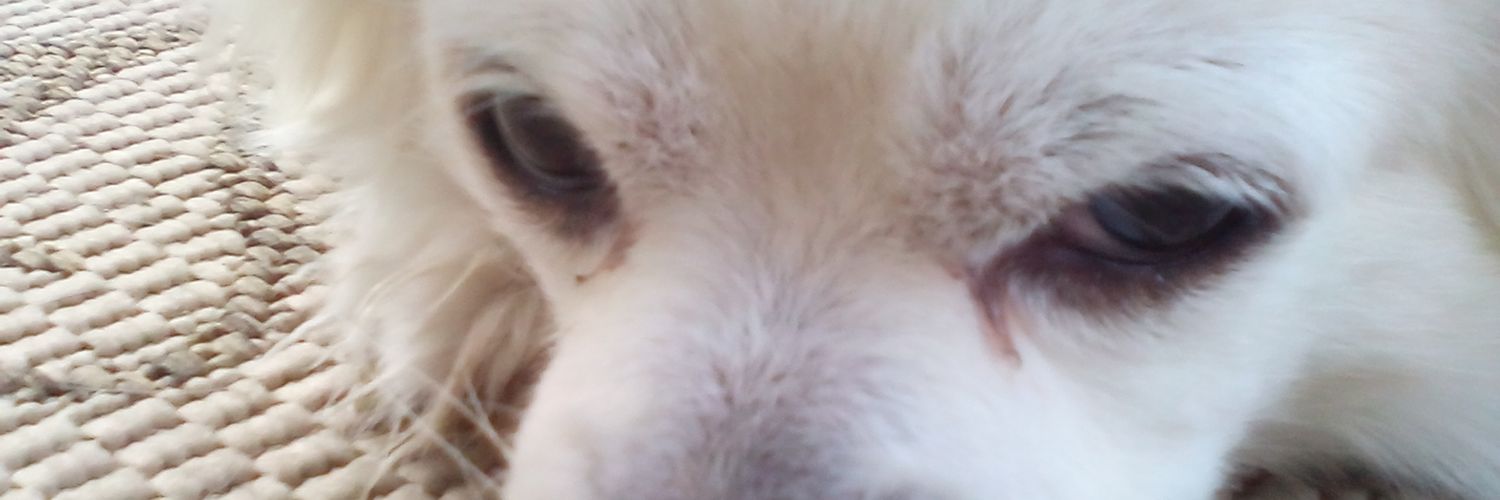 ShadowWo1f9's profile banner image