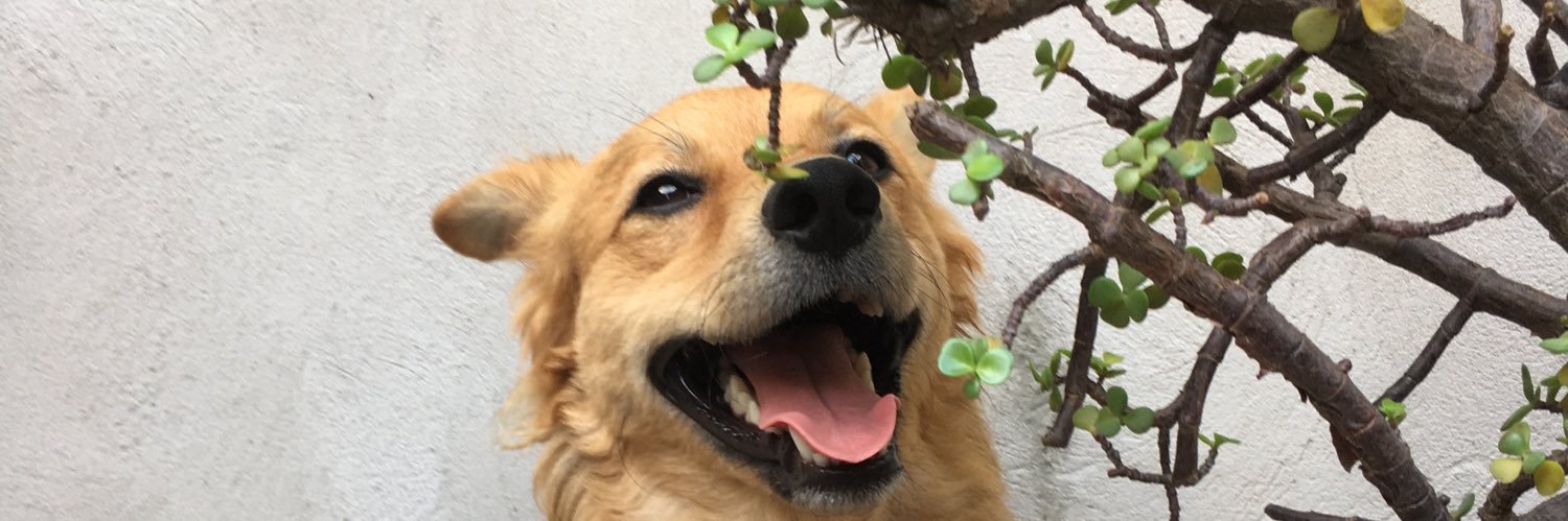 candearguell0's profile banner image