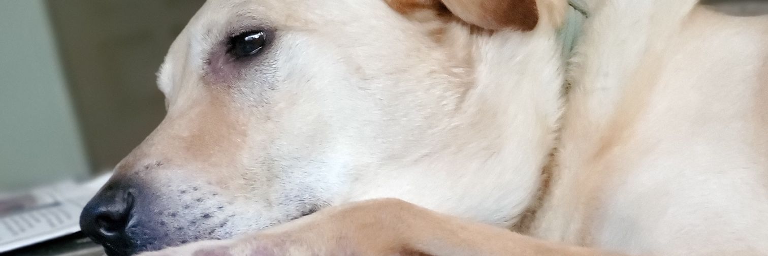 SmartOfficeInc's profile banner image