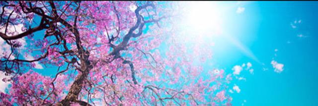 Dr Jaswinder Dhap banner