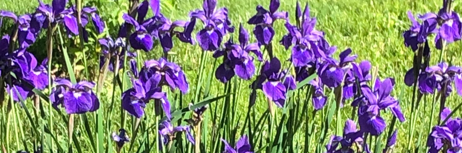 SRS banner