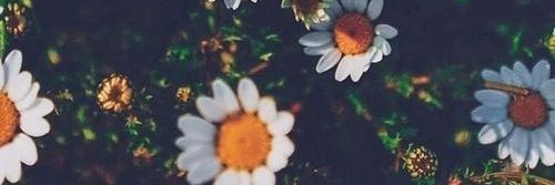 celeduran6's profile banner image