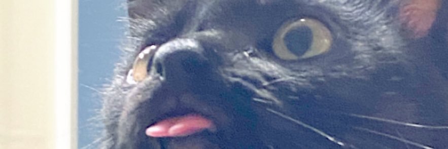 thepinkbush's profile banner image