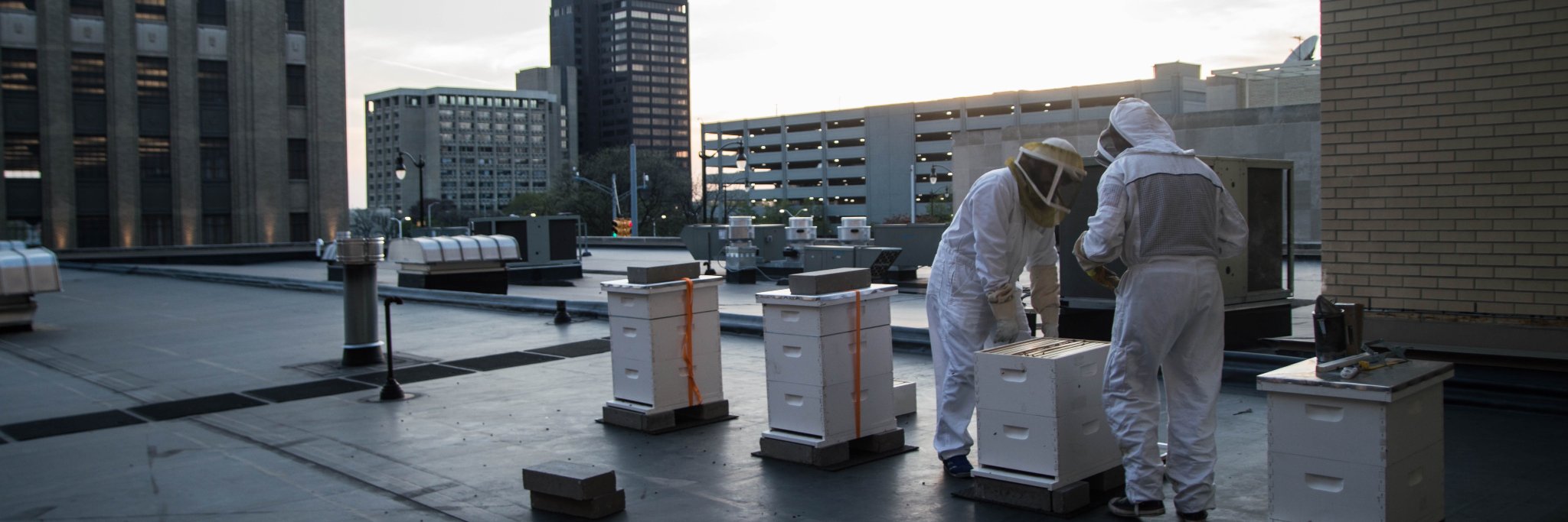 Bees in the D banner