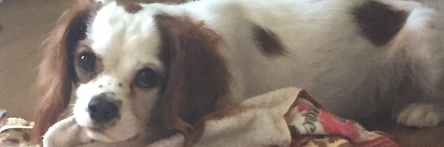 ゆーも@キャバリアもか🐶🏴‍☠️ banner