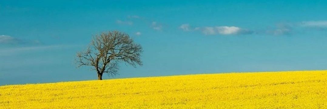 LiarOfOrpheus's profile banner image
