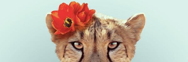 lafransasso's profile banner image