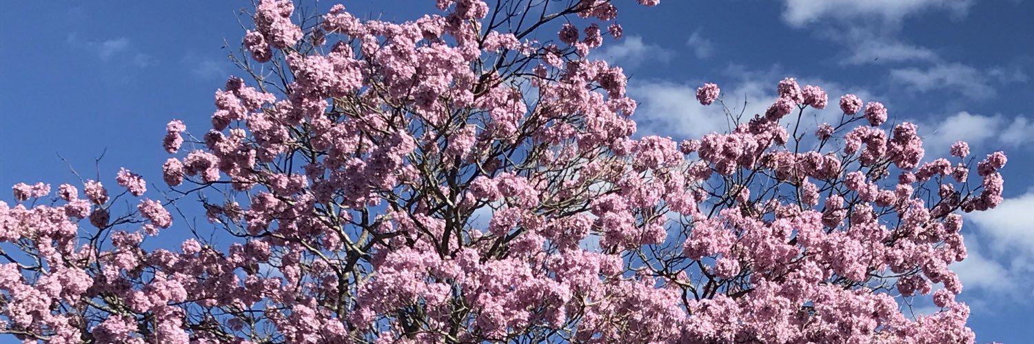 jremribeiro's profile banner image