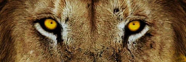 mrdoccaflocca1's profile banner image