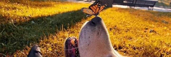 SrMazo's profile banner image