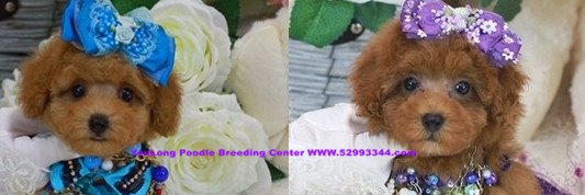 MummyTeddy's profile banner image