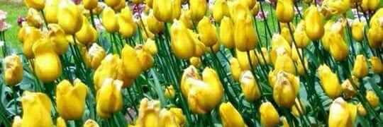 raquel_carriel's profile banner image