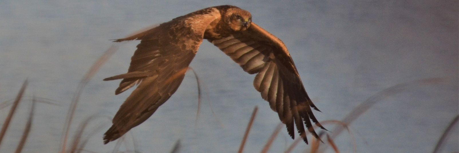 Un Llop de Flix II*Il banner