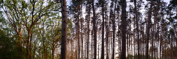 callieevergreen Profile Banner