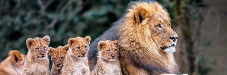 Kees_K75's profile banner image