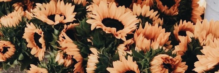 mathildaivar's profile banner image