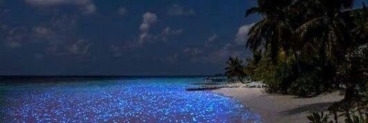 fℓαωℓєѕѕ ѕαиα banner