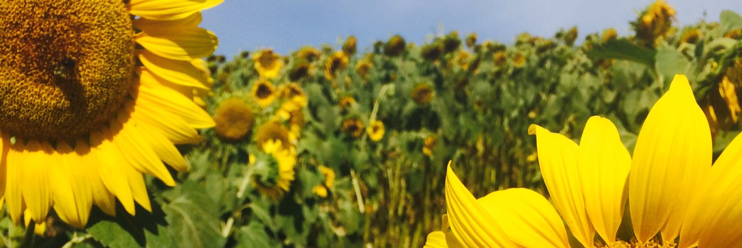 emilyswa's profile banner image