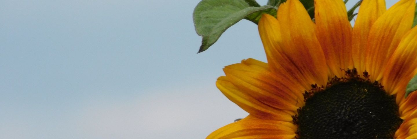lgillard11's profile banner image