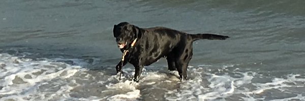 sspaschak Profile Banner