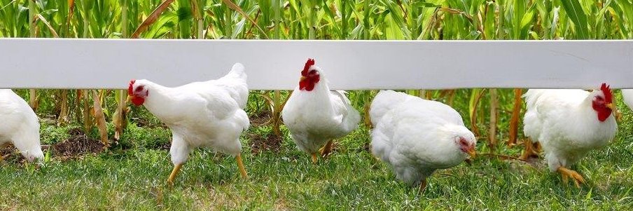 CackleHatchery's profile banner image