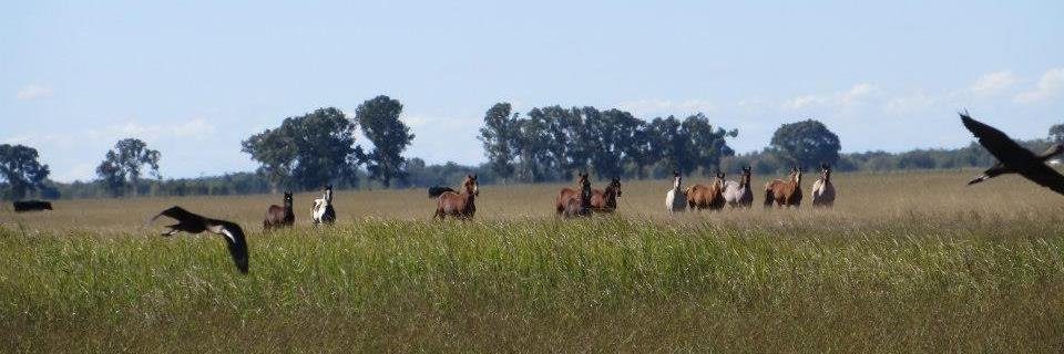 Cabalgatas del Indio banner